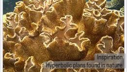 Coral reef reference image used to derive the surface logic